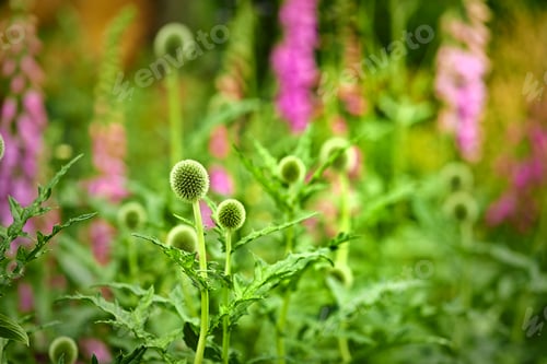 Preview: My garden