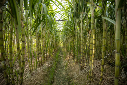 Preview: Sugarcane field with plants growing