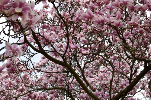 Preview: Magnolia tree in full bloom