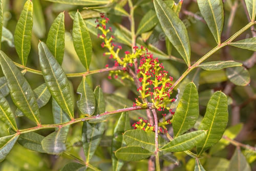 Preview: Mastic or Lentisk Tree in Spain