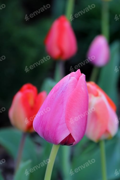 Preview: Brightly Colored Spring Tulips - Close Up Photograph Of Brightly Colored Tulips In An Outdoor