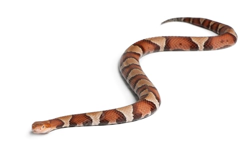 Preview: Copperhead snake or highland moccasin - Agkistrodon contortrix, poisonous, white background