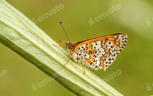Preview: Butterfly on the colorful flower in nature. Scientific name; Melitaea cinxia
