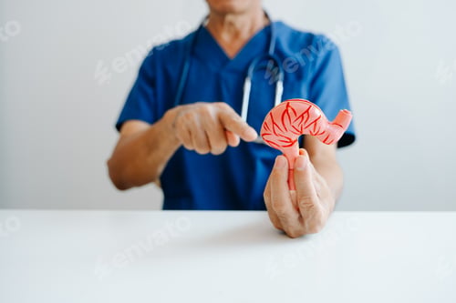 Preview: Doctor demonstrating a stomach anatomy model for digestive system education,