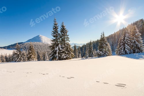 Preview: Beautiful winter panorama with fresh snow. Landscape with spruce pine trees, blue sky with sun light