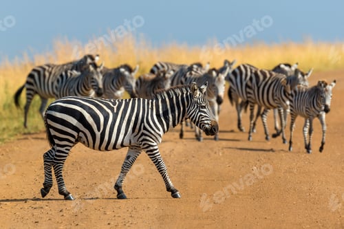 Preview: Zebra on grassland in Africa