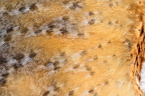 Preview: Close-up on the feathers of a nocturnal bird of prey, Barn Owl,