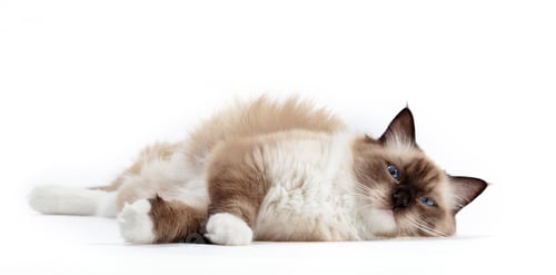 Preview: Ragdoll cat, small kitten portrait on white background
