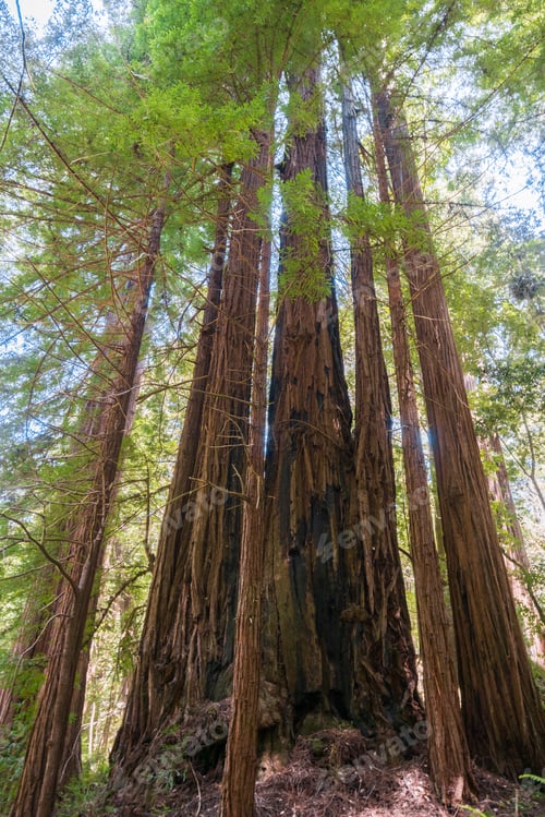 Preview: Redwood forest, Pescadero Creek County Park, San Francisco bay, California