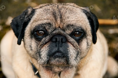 Preview: Close-up Of A Pug Dog