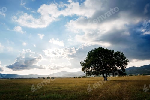 Preview: lonely old oak in a field at spring sunset