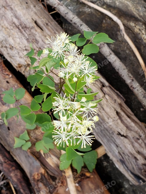 Preview: Delicate White Flowers Bloom Amongst Weathered Wood