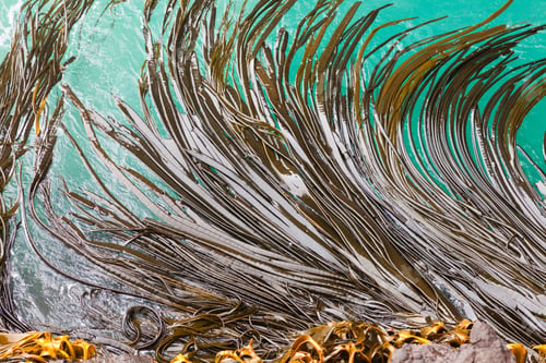Preview: Bull Kelp blades on surface background texture