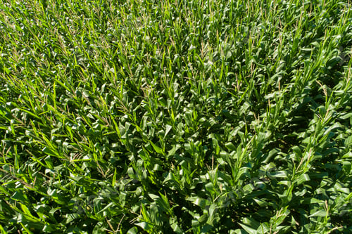 Preview: drone aerial view of a corn field in summer