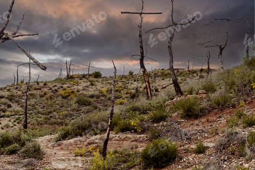 Preview: Beautiful shot of the Cross forest in Barcelona, Spain during the sunset. Trees in the form of cross