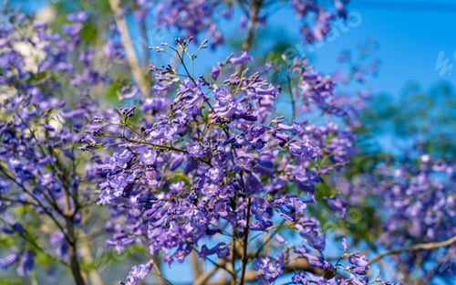 Preview: blossom Jacaranda flower