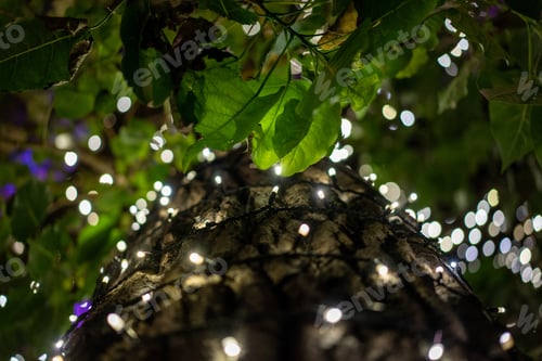 Vista previa: string lights on a tree at night, decorations to make it light up