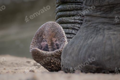 Preview: The end of an elephant's trunk, Loxodonta africana, resting on the floor