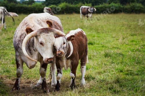 Preview: English Longhorn cattle with calf in a pasture