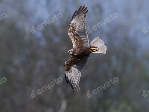 Preview: Western marsh harrier (Circus aeruginosus)