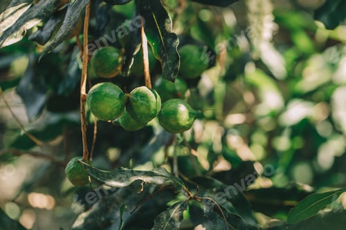 Preview: Macadamia nuts ready for harvesting