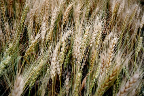 Preview: Wheat field. Ears of golden wheat close up.