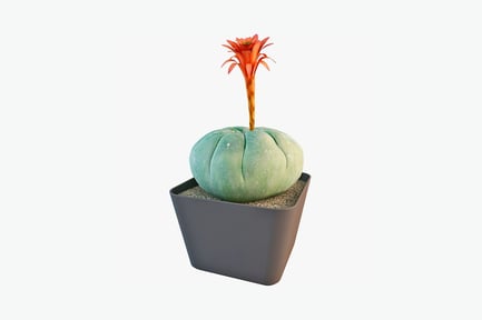 Preview: Orange flower and succulent in square pot