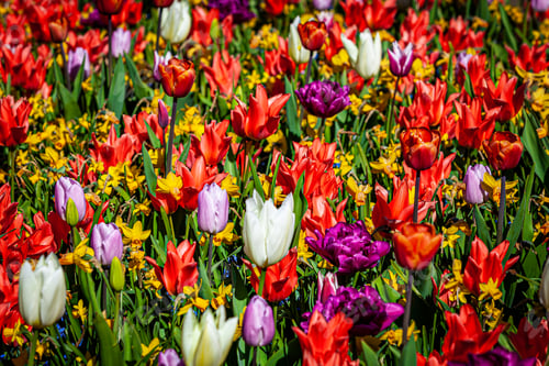Preview: Floral Tulips Background. Tulip Field