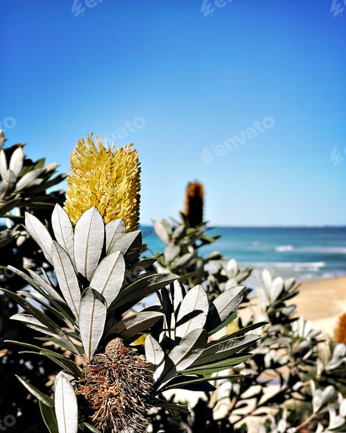 Preview: Banksia