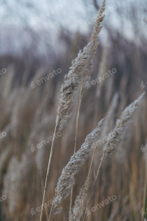 Preview: Dry grass natural background. Autumn nature. Sunset in the field.