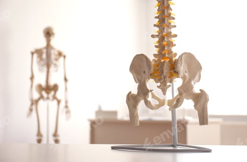 Preview: Human spine model on table in orthopedist's office, closeup
