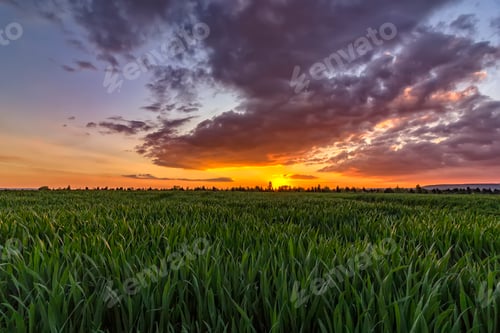 Preview: wheat field
