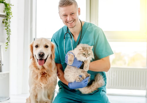 Preview: Vet with dog and cat in clinic