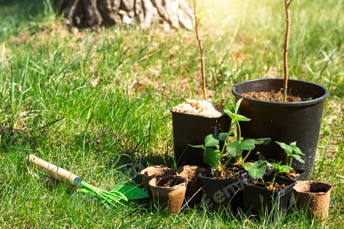Preview: Strawberry, raspberries, currants seedlings in peat glasses on the grass, ready to plant