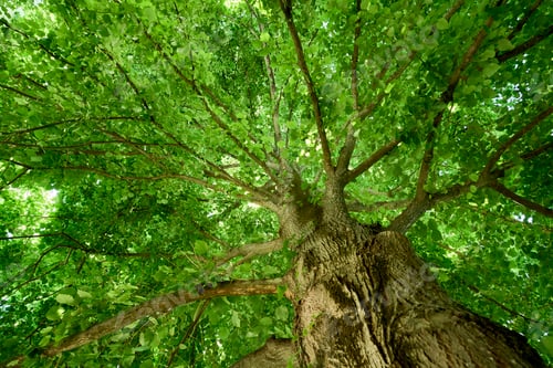 Preview: Tree surrounded by lush green foliage, reaching towards the sky
