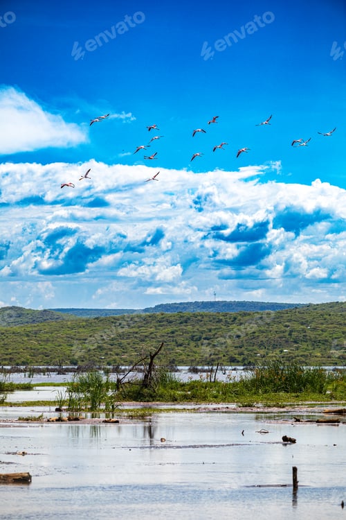 Preview: Lake Bogoria Hannington Baringo County Great Rift Valley Flamingo Landscape Panoramic Scenic Kenya