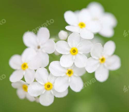 Preview: white flowers in the field