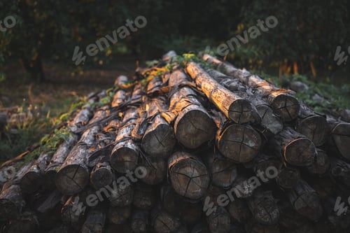 Preview: round wooden logs outside on the ground cut up ready for fire during sunset with no people around