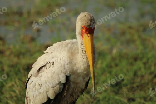 Preview: Majestic stork stands on top a lush patch of green grass with a blurred background