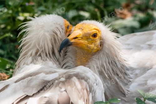Preview: Common vulture (Neophron percnopterus)