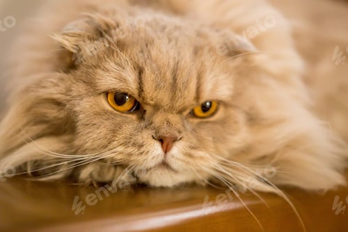 Preview: Close-up of domestic cat