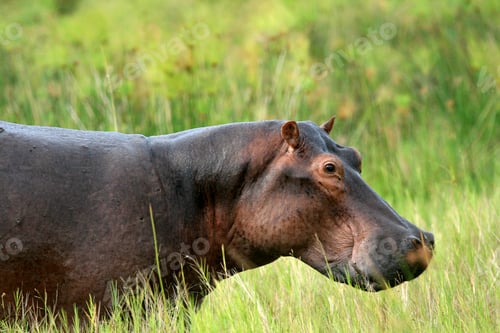 Preview: Hippo - Murchison Falls NP, Uganda, Africa