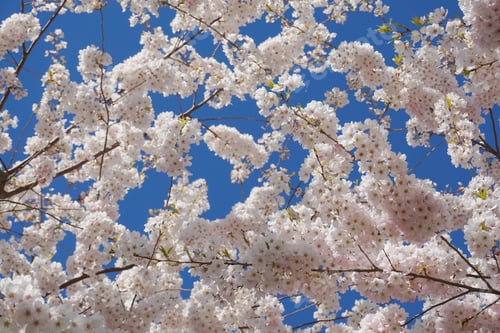 Preview: Delicate and beautiful cherry blossom against blue sky background. Sakura blossom.
