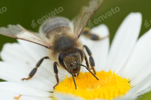 Preview: Closeup on a worker European honeybee, Apis mellifera on a white Leucanthemum flower in a meadow