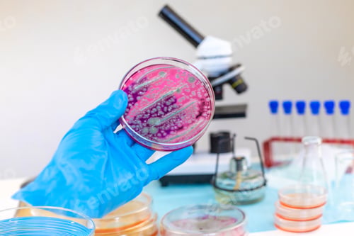 Preview: Examine bacteria in petri dishes in the laboratory. Selective focus.
