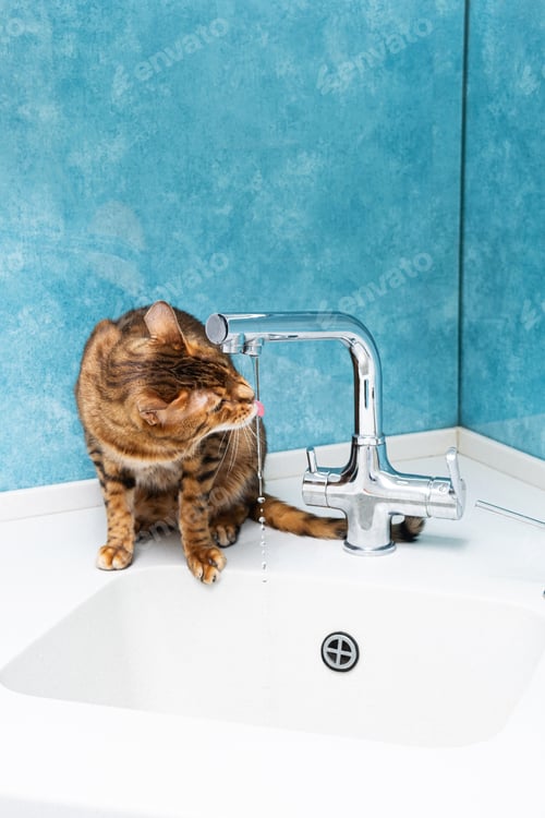 Preview: Cute Bengal Cat Drinking Water with Tongue from Tap in Kitchen.