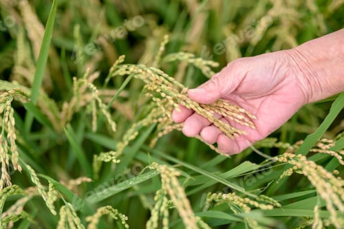 Preview: High angle close up of human hand holding slender leaf of a rice plant in a field.