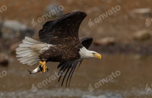 Preview: Bald Eagle Fishing in Maine