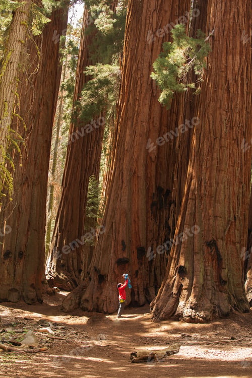 Preview: Father With Infant Son Visit Sequoia National Park In California, Usa