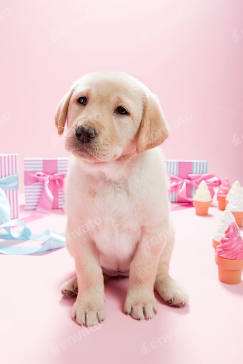 Preview: Labrador puppy with birthday gifts